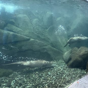 Sequoia Park Zoo - Otters playing - Zoos Near Me - Eureka, California