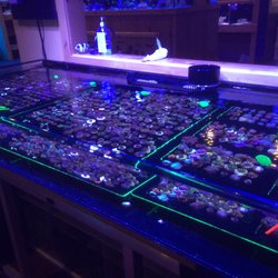 Aquatic Dreams - Awesome frag tank!  100's of frags!