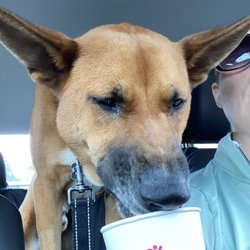 Dunkin' - Franz enjoying dunkin. No longer