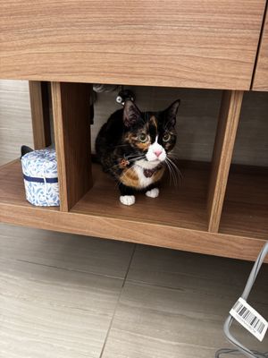 Element Denver Downtown East by null