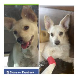 Chiki on left; foound/rescued dog on Right. Also Chiki Chiki on left; foound/rescued dog on Right. Also Chiki