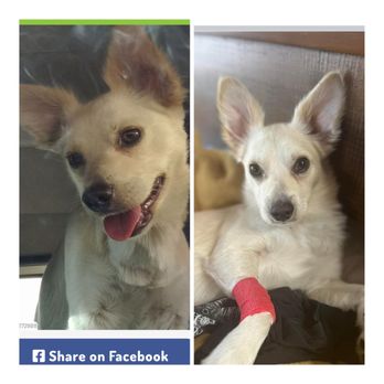 The Cantu Foundation - Chiki on left; foound/rescued dog on Right. Also Chiki - Animal Shelters Near Me The Cantu Foundation - Chiki on left; foound/rescued dog on Right. Also Chiki - Animal Shelters Near Me