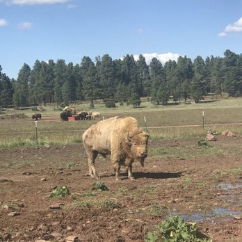 Bearizona - Great white buffalo! - Zoos Near Me - Williams, Arizona Bearizona - Great white buffalo! - Zoos Near Me - Williams, Arizona