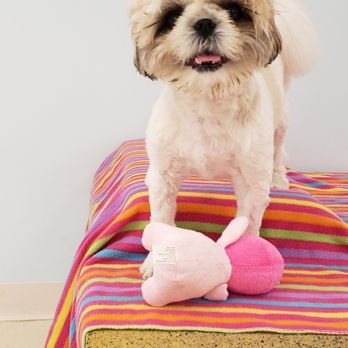 Bark - Pet Training Near Me - Virginia Beach, Virginia