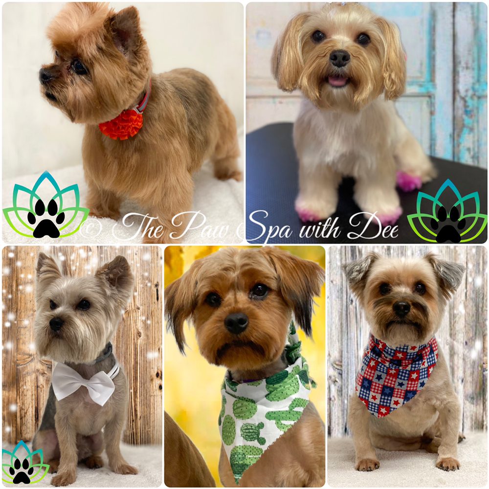 THE PAW SPA WITH DEE Updated September 2024 95 Photos 279 Briarwood Cir, Hinesville