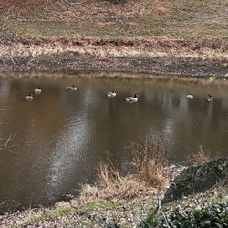 Lady Olivia At North Cliff Farm - A gaggle of geese taking a swim