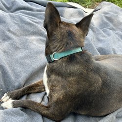 Cherry Ave Dog Park