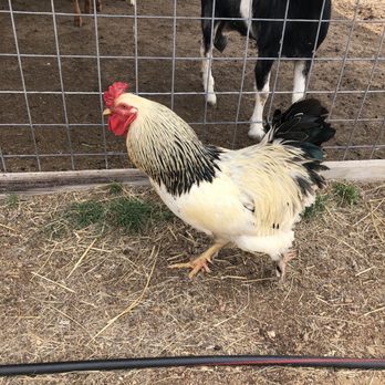Preston Trail Farms Cafe - a rooster and goats - Cafes Near Me - Gunter, Texas Preston Trail Farms Cafe - a rooster and goats - Cafes Near Me - Gunter, Texas
