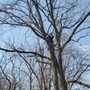 MA Tree Solution
