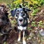 Photo of DogHaven