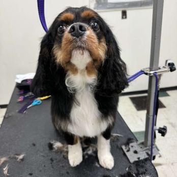 Ku's Groom - Opie! - Pet Groomers Near Me - Waterloo, New York Ku's Groom - Opie! - Pet Groomers Near Me - Waterloo, New York