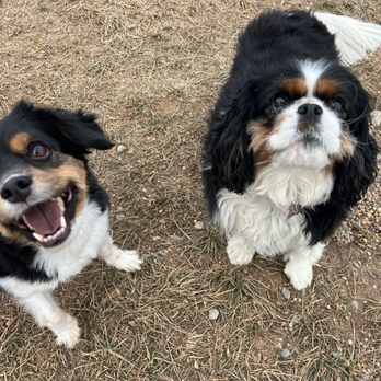 Dog's Day - Pet Sitting Near Me - Gaithersburg, Maryland