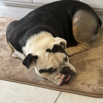 Bark Busters - 3yr old English Bulldog - Pet Training Near Me Bark Busters - 3yr old English Bulldog - Pet Training Near Me