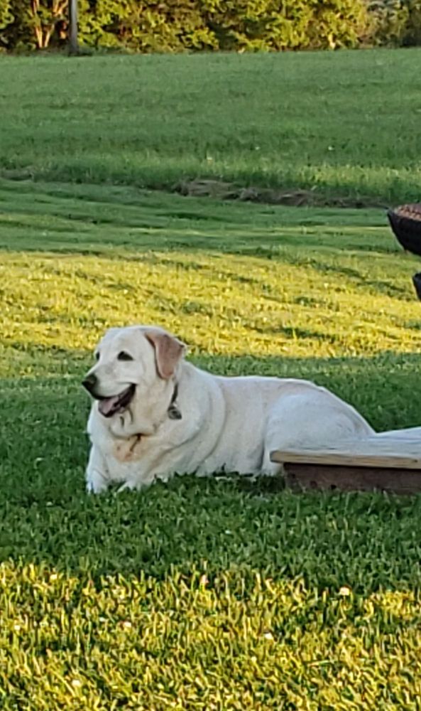 SHAMPOOCH GROOMING SALON Updated October 2024 49 Photos 410