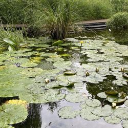 Botanischer Garten - ... Impressionen ...