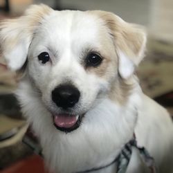 kong plush duck dog toy