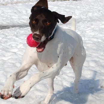 Country Hound Kennels - Zeke loving life at camp! - Pet Sitting Near Me - Munnsville, New York Country Hound Kennels - Zeke loving life at camp! - Pet Sitting Near Me - Munnsville, New York