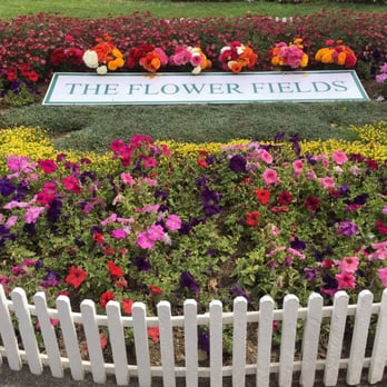 The Flower Fields - Venues & Event Spaces Near Me - Carlsbad, California The Flower Fields - Venues & Event Spaces Near Me - Carlsbad, California