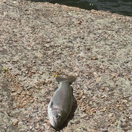 Stocked trout.