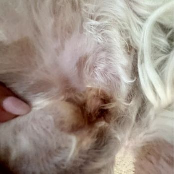Kontota Grooming - Pet Groomers Near Me - Aubrey, Texas Kontota Grooming - Pet Groomers Near Me - Aubrey, Texas