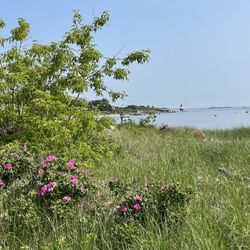 Willard Beach City of South Portland - Beach roses and ocean