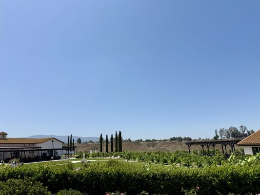 Truffle Pig Winery by null