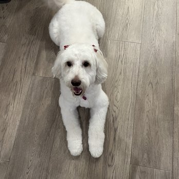 Fluffy Paws Grooming - Pet Groomers Near Me Fluffy Paws Grooming - Pet Groomers Near Me