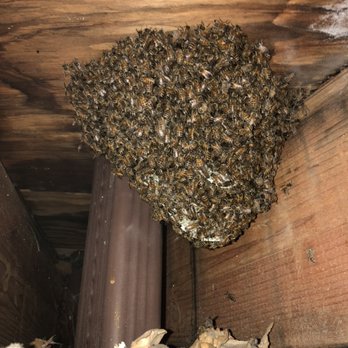 Buzz Off Removal Services - Pest Control Near Me Buzz Off Removal Services - Pest Control Near Me