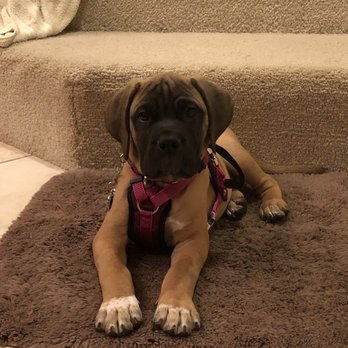 Texas Dream Bullmastiffs - Pet Breeders Near Me Texas Dream Bullmastiffs - Pet Breeders Near Me