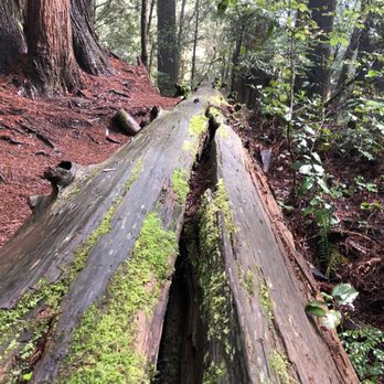 Lady Bird Johnson Grove - Moss galore - Hiking Near Me - Orick, California Lady Bird Johnson Grove - Moss galore - Hiking Near Me - Orick, California