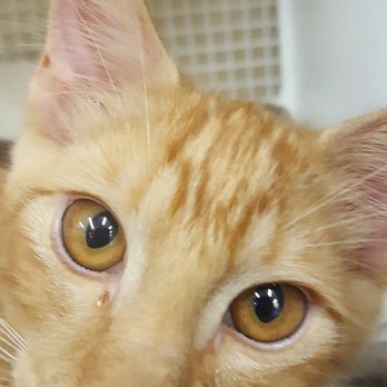 Petco - Sweet face - Pet Groomers Near Me - Lake Stevens, Washington