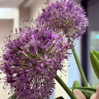 Jodi Zimmerman Designs - Beautiful Flowers for the week 02/18/26 - Florists Near Me - New York, New York Jodi Zimmerman Designs - Beautiful Flowers for the week 02/18/26 - Florists Near Me - New York, New York