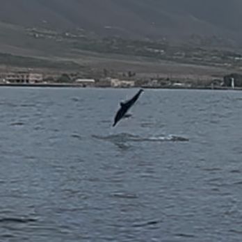 Ultimate Whale Watch & Snorkel - Spinner dolphin on display! - Whale Watching Tours Near Me - Lahaina, Hawaii Ultimate Whale Watch & Snorkel - Spinner dolphin on display! - Whale Watching Tours Near Me - Lahaina, Hawaii