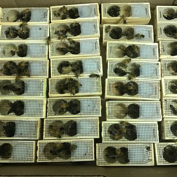 Sapony Creek Apiaries - Mated queens available from March thru October - Nurseries & Gardening Near Me - Rocky Mount, North Carolina Sapony Creek Apiaries - Mated queens available from March thru October - Nurseries & Gardening Near Me - Rocky Mount, North Carolina