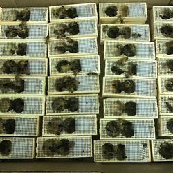 Sapony Creek Apiaries - Mated queens available from March thru October