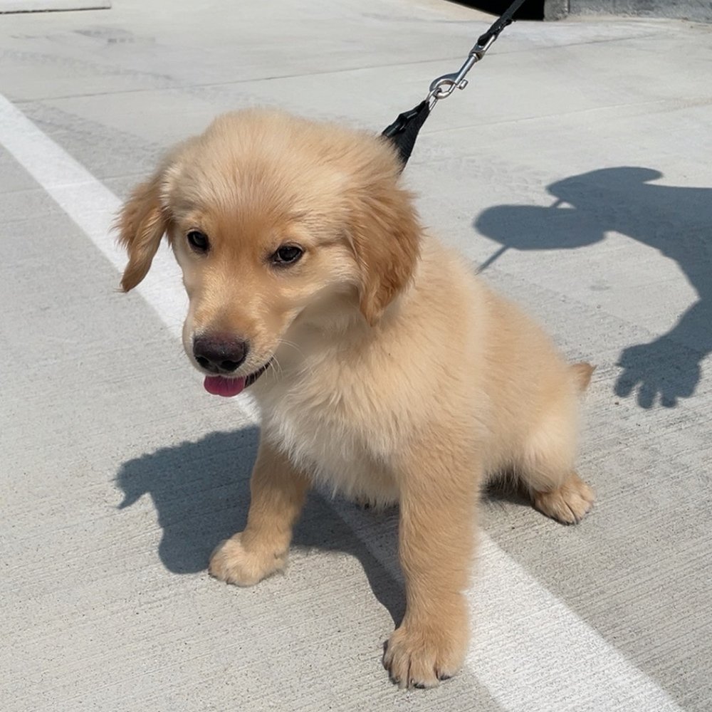 Frisco Pet Hospital - My baby boy - Veterinarians Near Me - Frisco, Texas