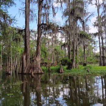 Borel’s Swamp Tours - Boat Tours Near Me - Breaux Bridge, Louisiana