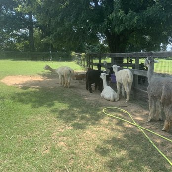 Alpaca Lane Criations - Petting Zoos Near Me - Upper Marlboro, Maryland