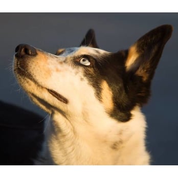 Marj the Dog Trainer - Pet Training Near Me - Tulsa, Oklahoma Marj the Dog Trainer - Pet Training Near Me - Tulsa, Oklahoma