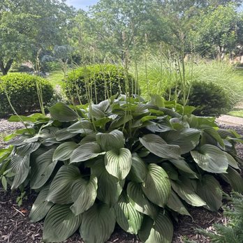ohDEER - Epic hosta - Pest Control Near Me - Wildwood, Missouri ohDEER - Epic hosta - Pest Control Near Me - Wildwood, Missouri