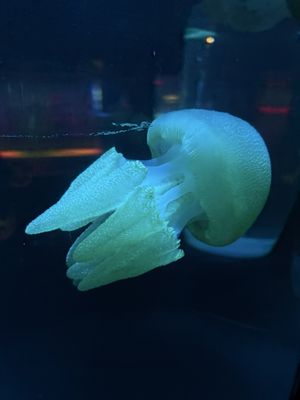 SEA LIFE Sydney Aquarium by null