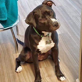 Pitterpatter K9 Akadamy - Working on sit commands - Pet Training Near Me Pitterpatter K9 Akadamy - Working on sit commands - Pet Training Near Me
