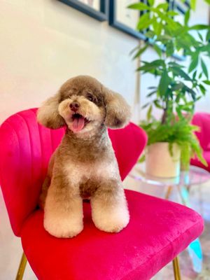 Dogue Spa - The Coolest Dog Grooming Salon by null