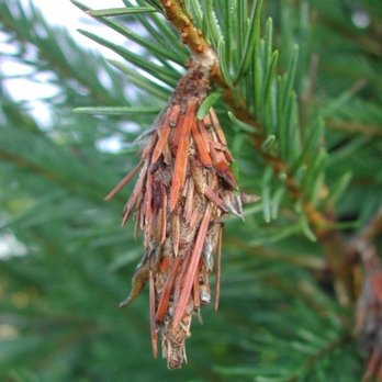 We B Trees - Bagworm sack - Tree Services Near Me - Tulsa, Oklahoma We B Trees - Bagworm sack - Tree Services Near Me - Tulsa, Oklahoma