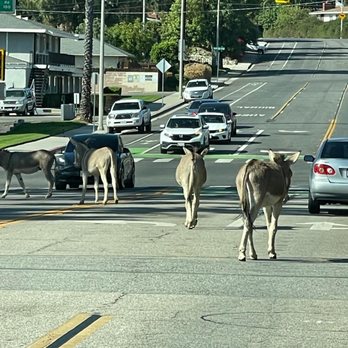 UCR - so much joy fills you when you watch these burrows/donkeys - Public Services & Government Near Me