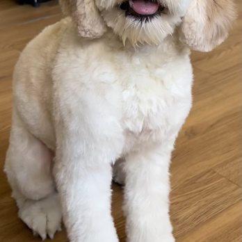 Posh Pooch - After grooming - Pet Groomers Near Me - Woodside, New York