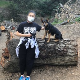 It's a pleasure taking Mattie on a walk after she has been trained.