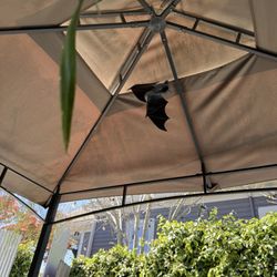 Hopulent - There are bats!!