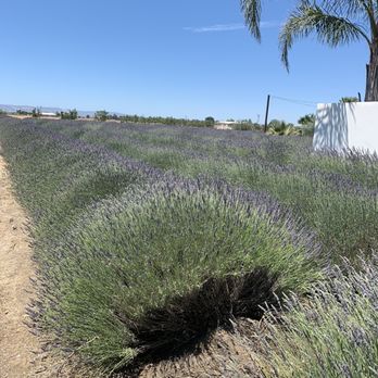 Great Bear Vineyards - Lavender fields - Wine Tasting Room Near Me - Davis, California Great Bear Vineyards - Lavender fields - Wine Tasting Room Near Me - Davis, California