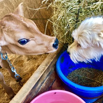 Freedom Hill Farm - a dog sniffing a cow - Ranches Near Me - Otisville, New York